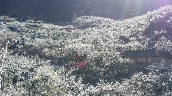 광양 매화마을 매화
