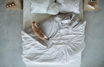 침대 위를 돌아다니는 고양이