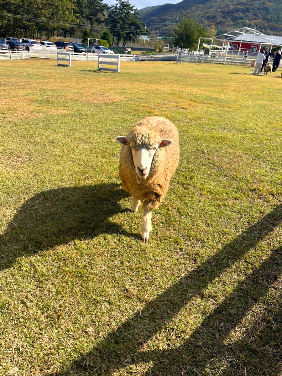 경북 상주 모동목장