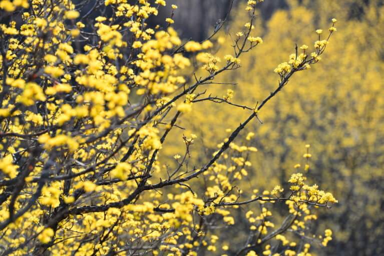 구례 산수유꽃축제