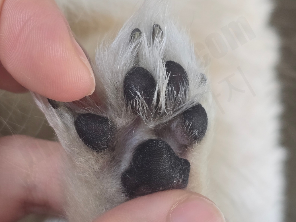 강아지 발가락