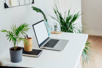 실내 식물로 자연 제습 + 공기 정화까지