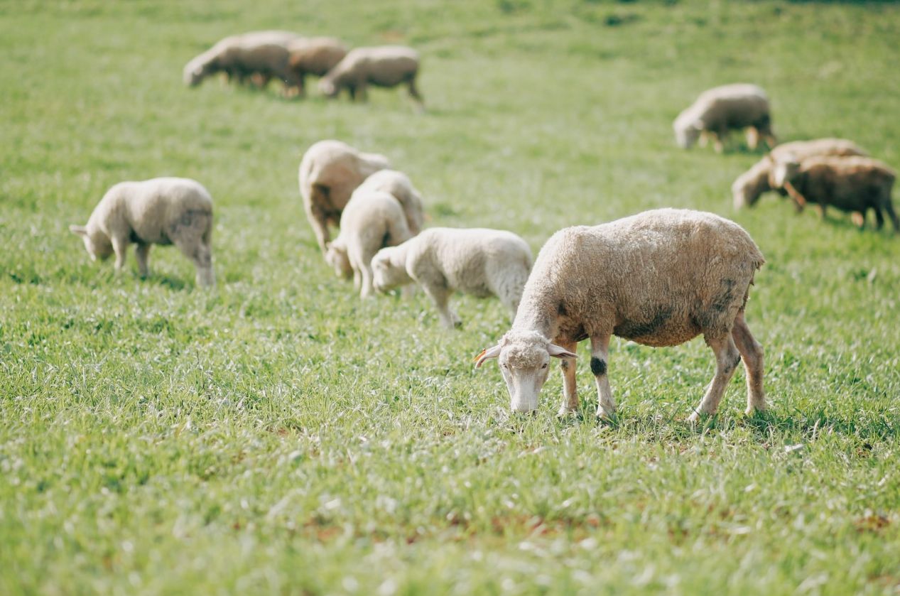 남해 상상양떼목장 편백숲