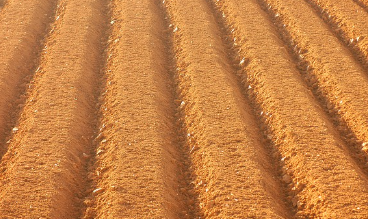 흰콩 파종시기와 거름 주는 방법 알아보기 1