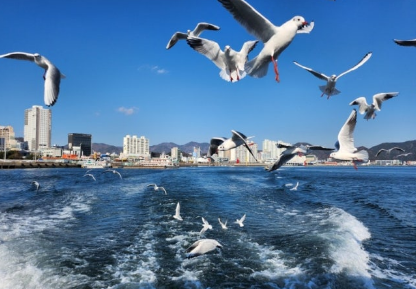 마산 유람선 갈매기떼