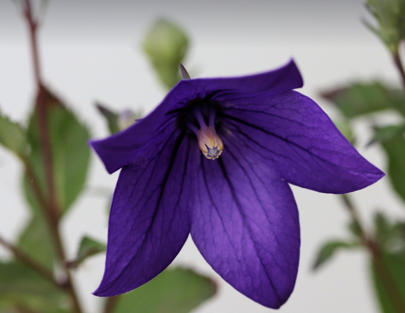 도라지 꽃의 모습