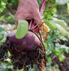 비트 효능 및 부작용 먹는 방법 칼로리 소변색