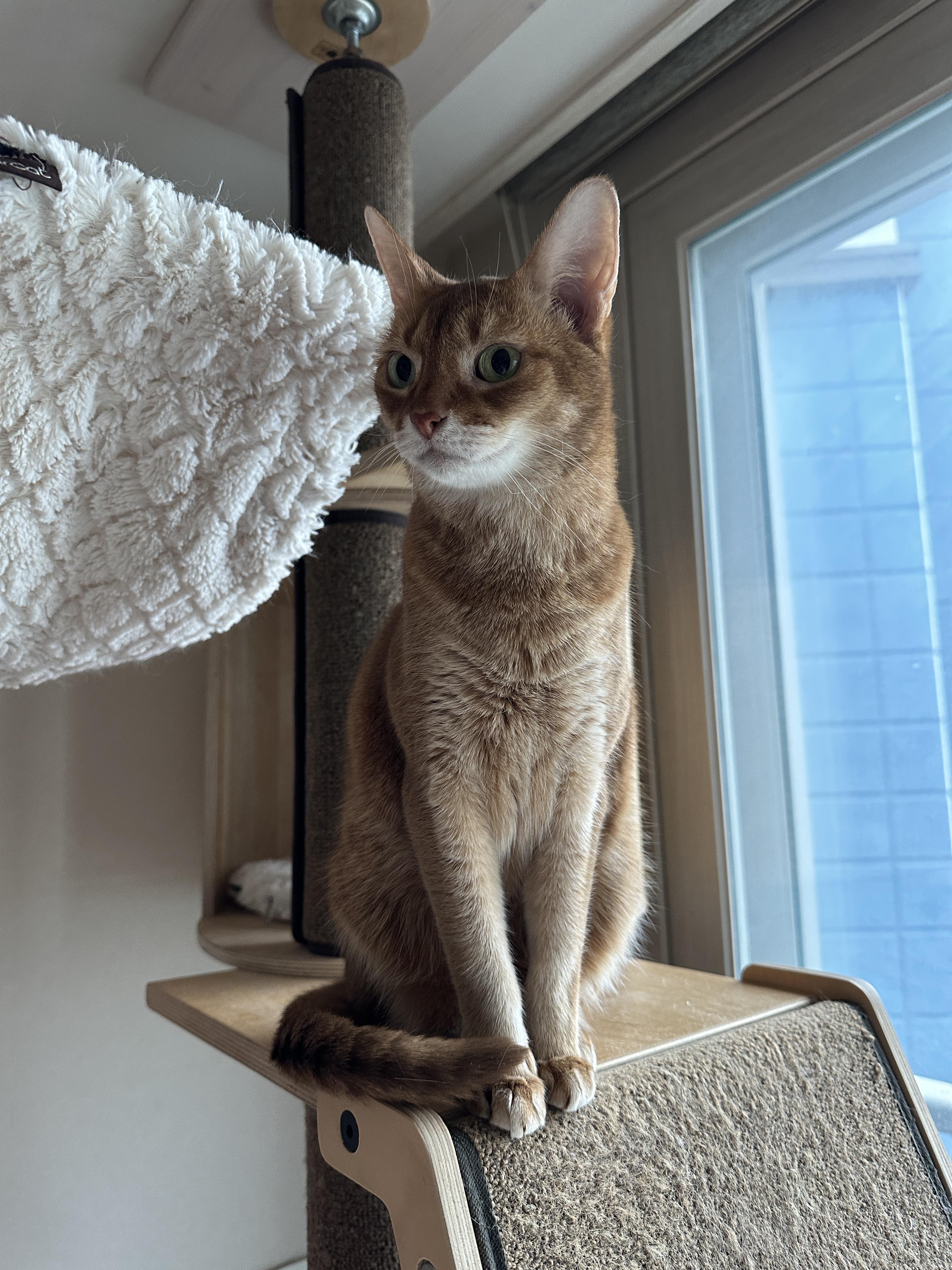 집 지키는 으르렁 고양이 루나 (feat. 용맹한 고양이 루나와 쫄보 고양이 막둥이)