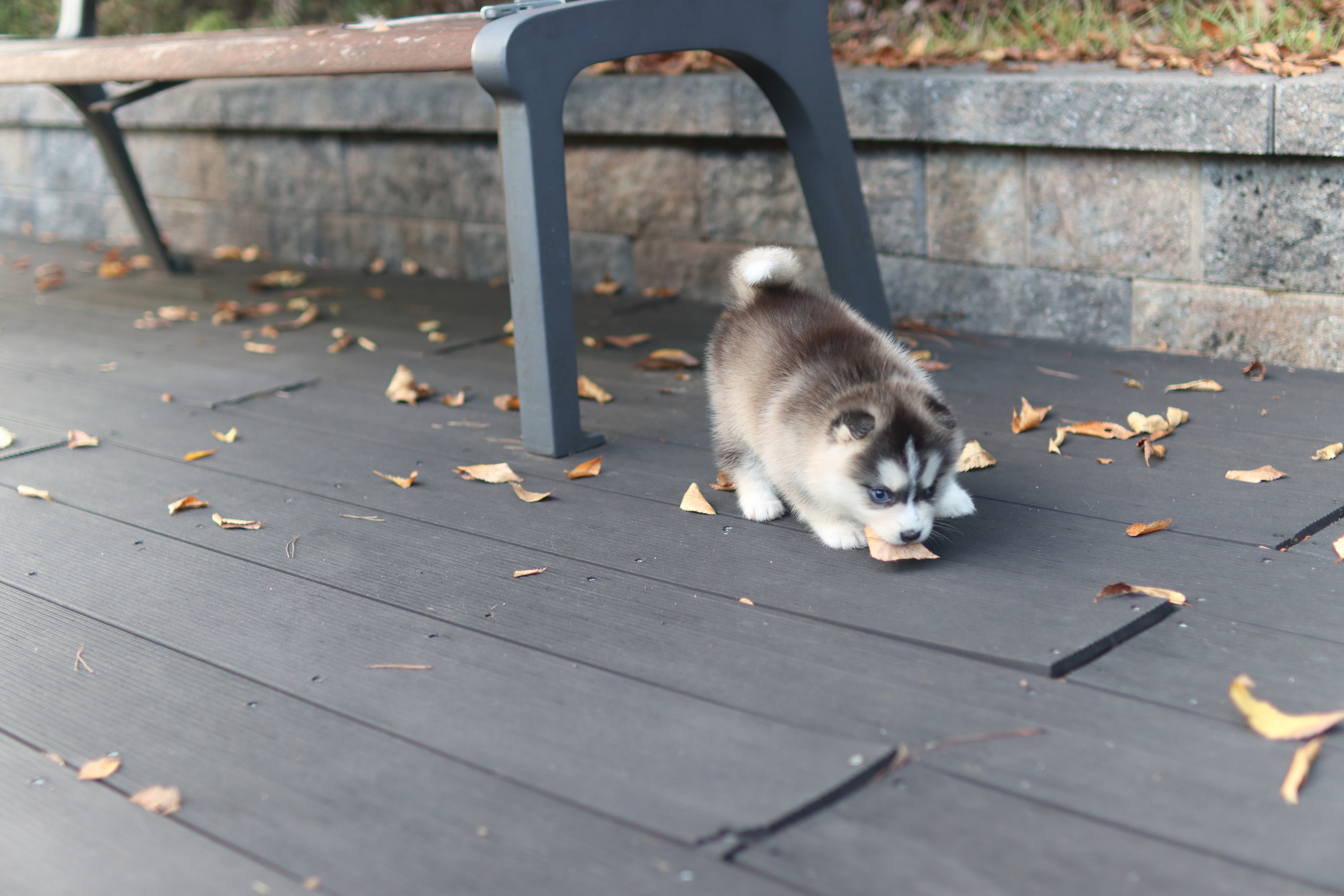 폼스키분양멀티펫
