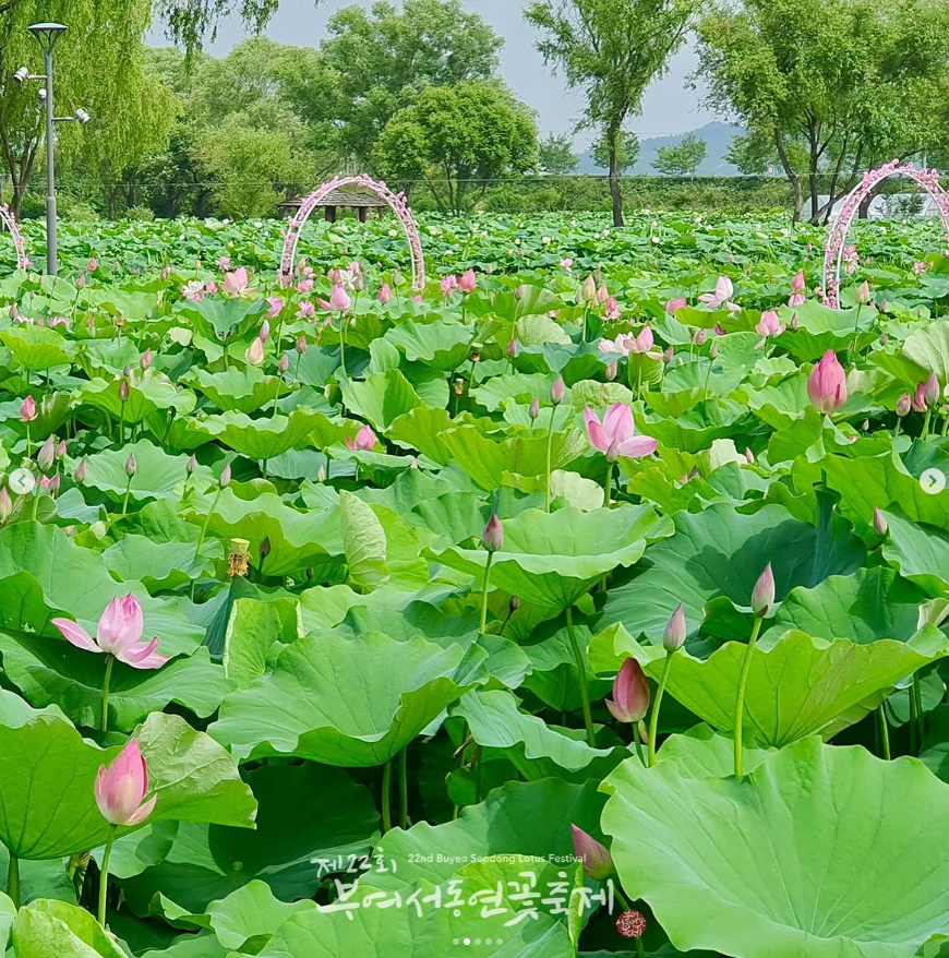 부여서동연꽃축제