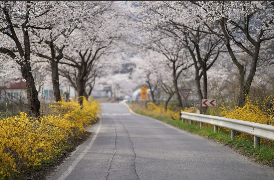벚꽃길