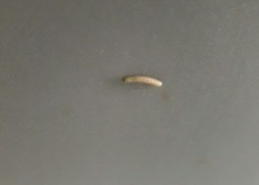 여름전쟁 초파리 생기는 원인 간단 퇴치법 3가지 꿀팁