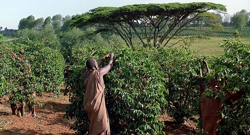 아웃오브아프리카-커피농장