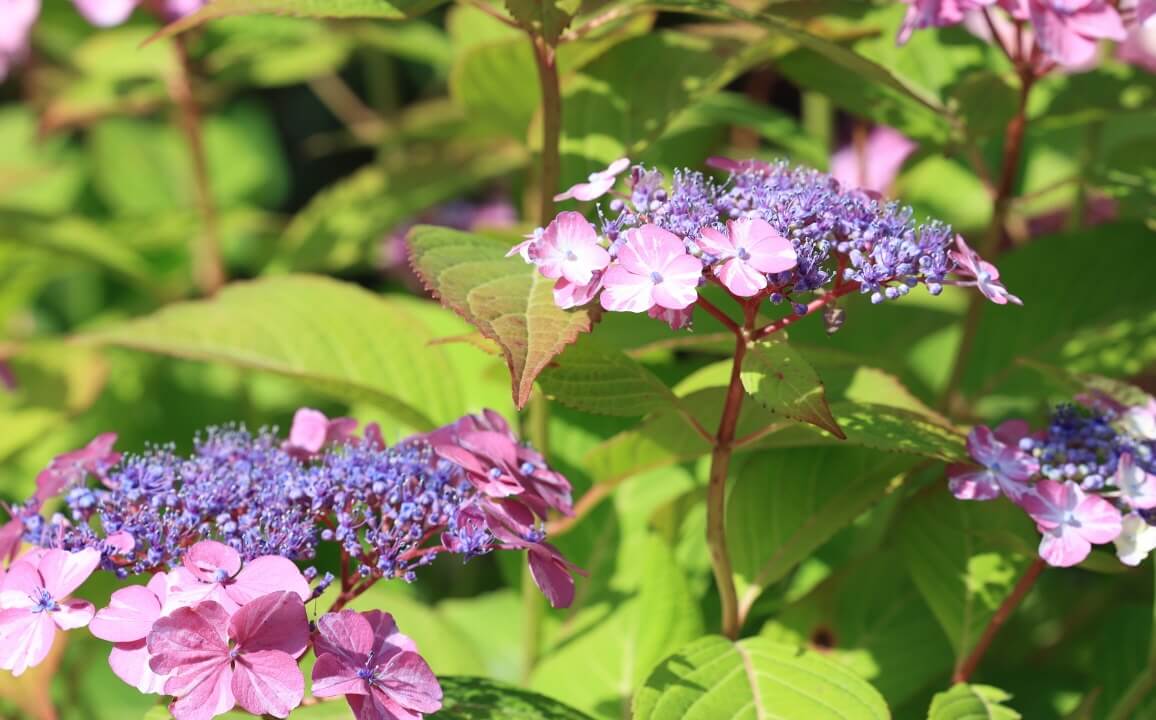 서울 노원 초안산 수국동산
