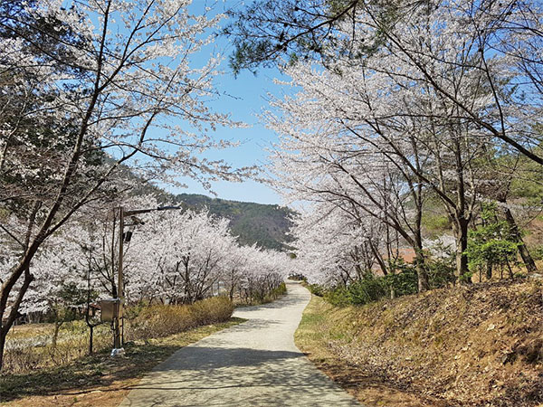 용현자연휴양림 벚꽃