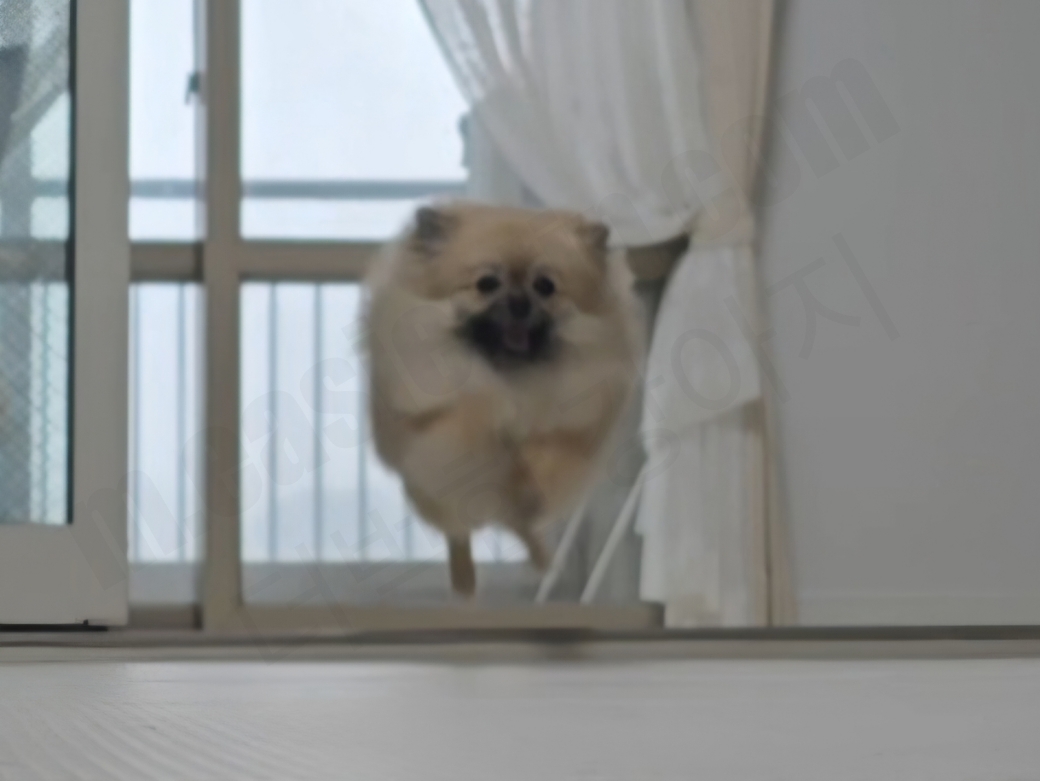 뛰는 강아지