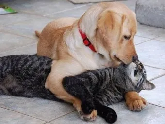 개 고양이 트라조돈 약물 사용 가이드와 주의사항 정리_12