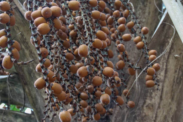아구아헤 효능 및 부작용. 아마존 우림 숲 속에서 자라는 아구아헤는 비타민과 미네랄이 풍부하게 들어있어 건강에 매우 좋은 열매입니다. 이번에는 아구아헤의 다양한 효능과 부작용, 그리고 사용 방법까지 자세히 알아보겠습니다.