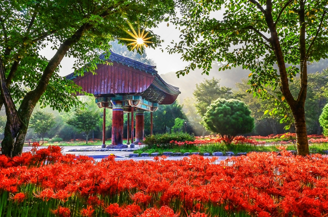 꽃무릇 상사화 차이 개화 시기 꽃말 고창 선운사 군락지 피는시기 전설4