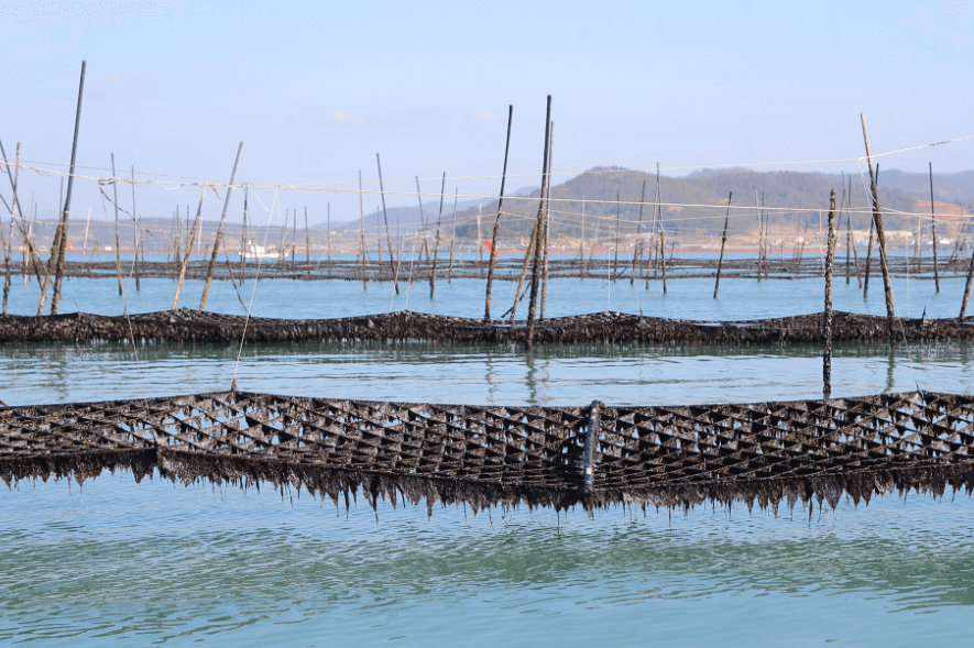 김 육상양식, 식품업계의 새로운 투자 트렌드