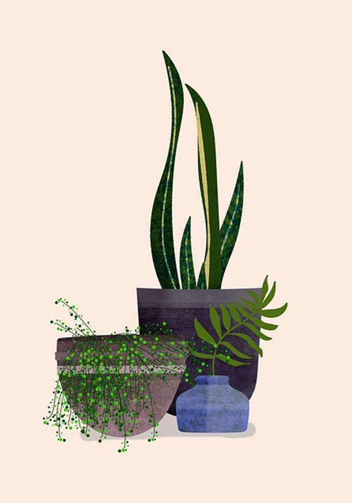 밤에도 식물을 두어도 될까요?