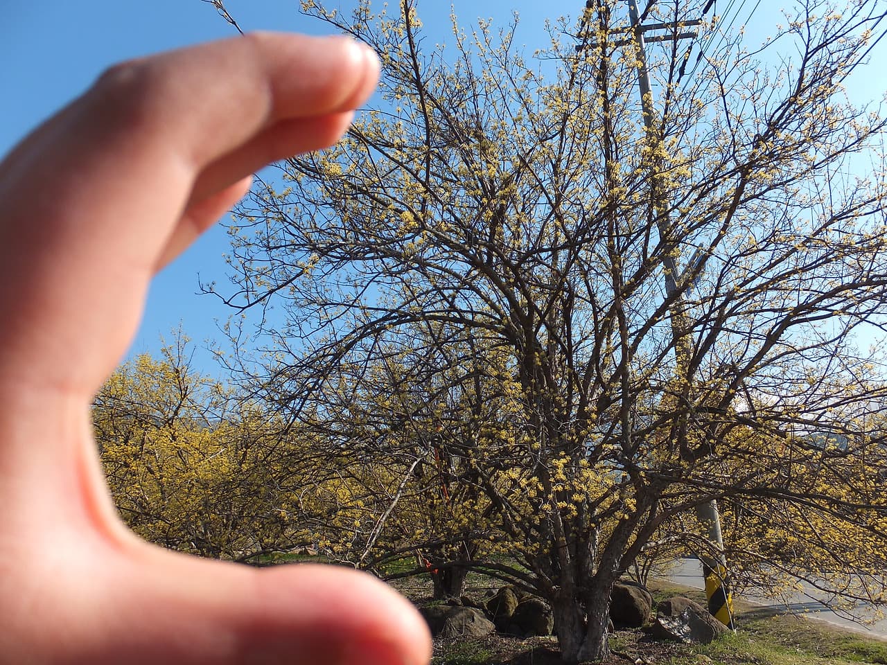 아이 손과 산수유 나무