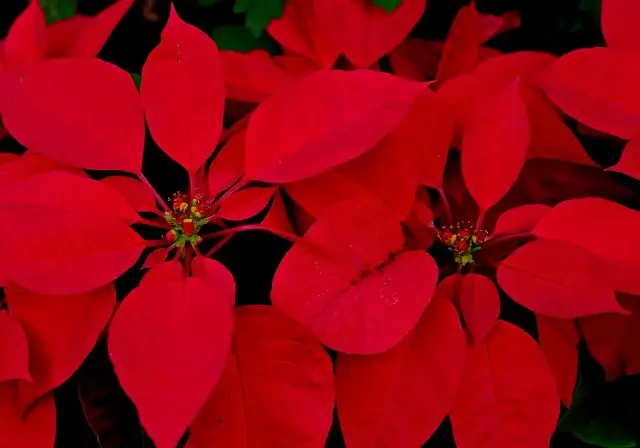 포인세티아 꽃말 키우기 물주기