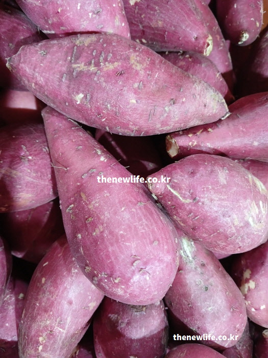 당뇨에 좋은 음식 흙이 묻어있는 껍질째 먹는 생고구마 실물 사진
