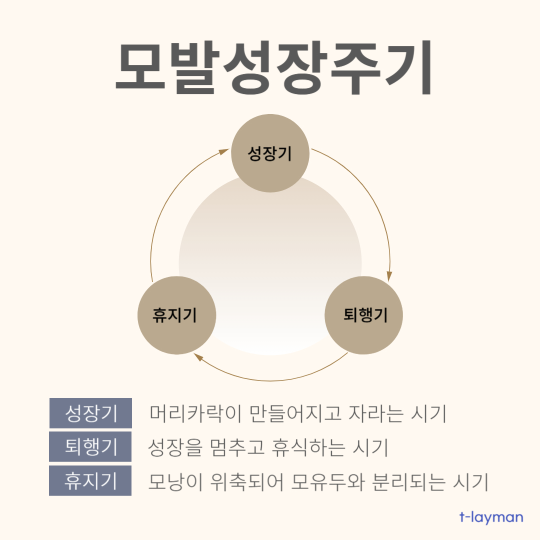 모발성장주기