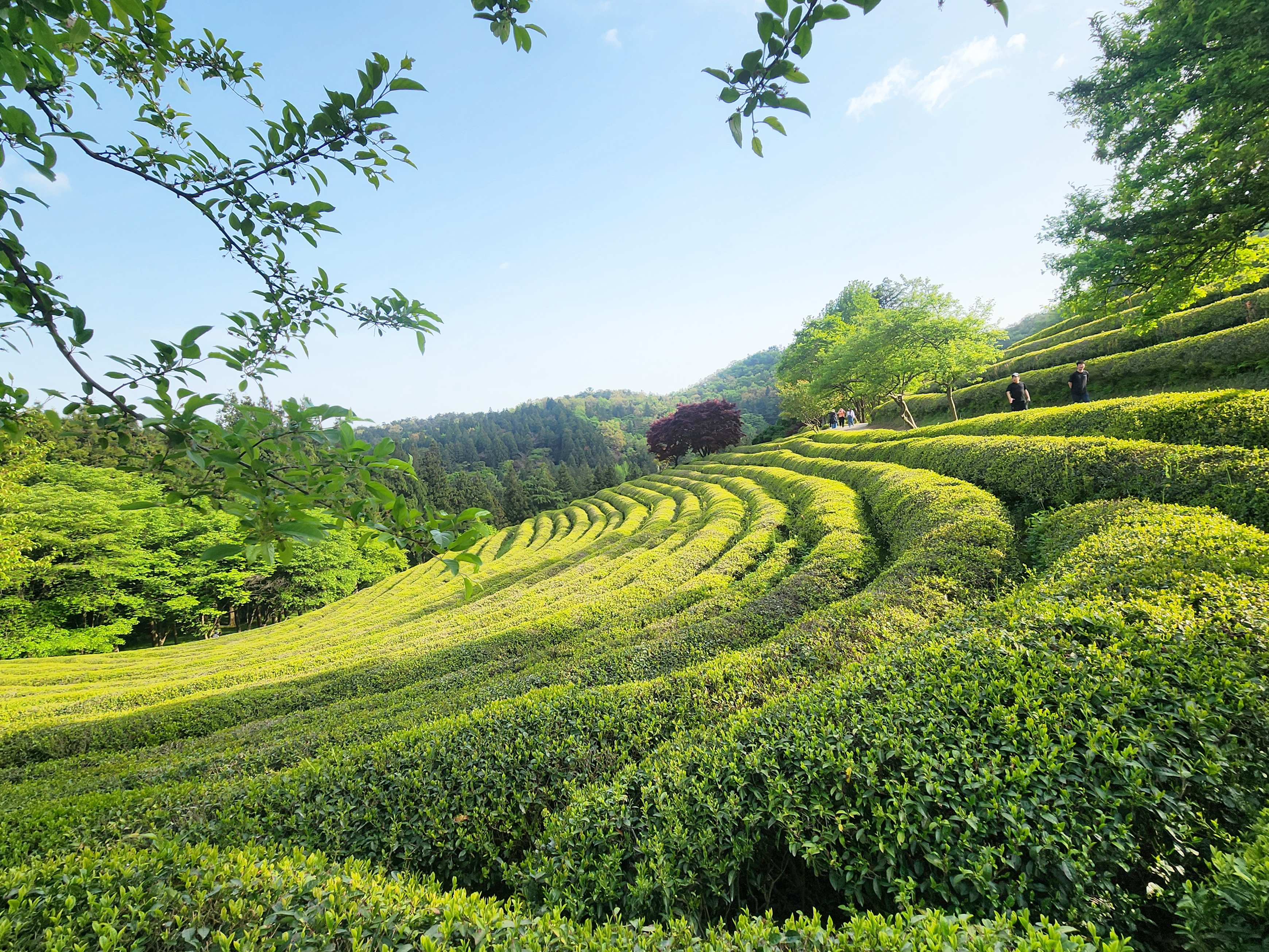보성 가볼만한곳 베스트10