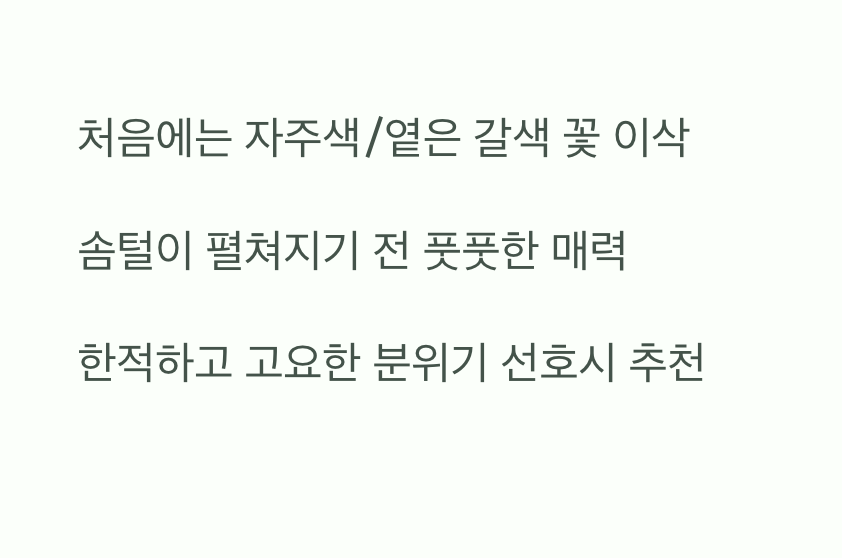 가을의 시작을 알리는 수줍은 개화