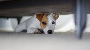 가구아래에 숨은 강아지모습