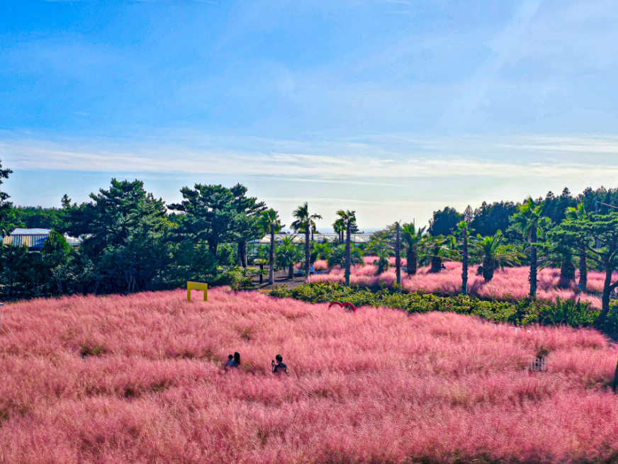 휴애리 핑크뮬리