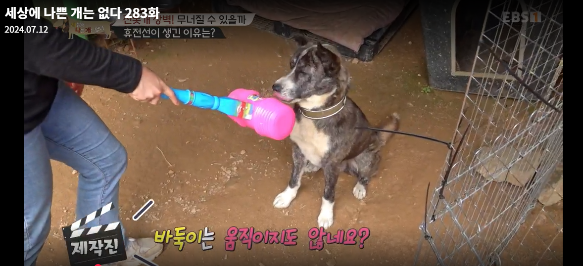 설채현-세상에나쁜개는없다-세나개-283화-진돗개장벽-재방송