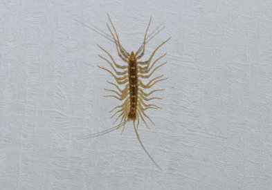 돈벌레 생기는 이유