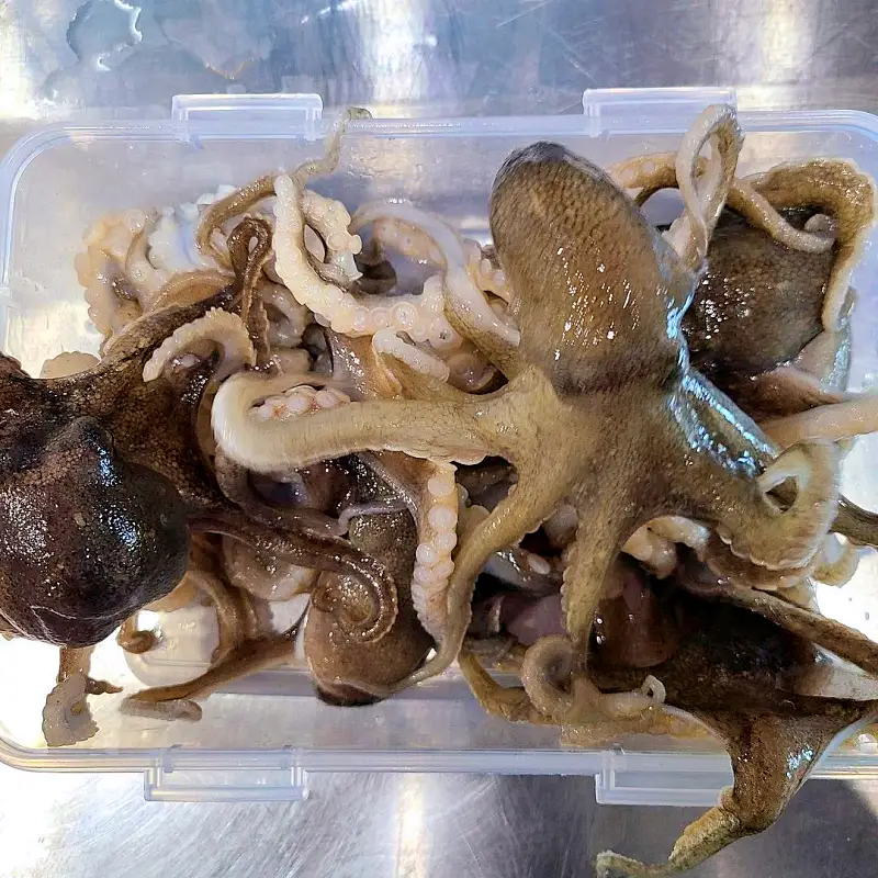 생방송오늘저녁 충남 서천 일당 3천 원, 억척 엄마 혜숙씨 인생역전 홍원항 오션뷰 회센터 간재미 회무침, 전어 구이, 전어회무침, 새우구이 맛집 추천