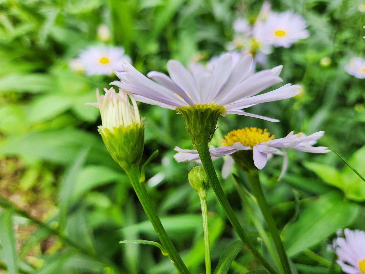 벌개미취 Korea Daisy