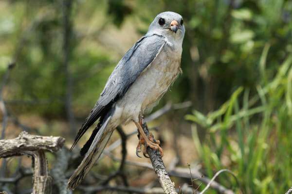 도심 속 생태 탄소 흡수원으로서의 역할