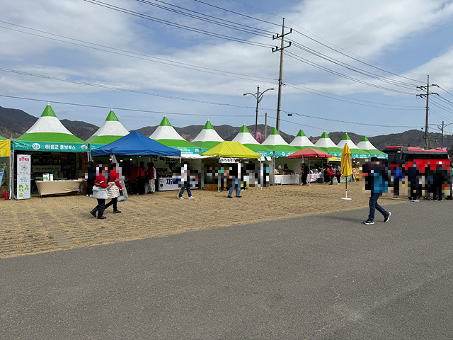 광양 매화축제 개화상황 실시간