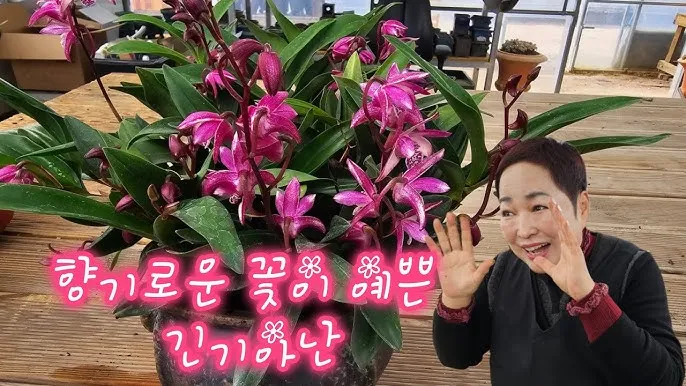 긴기아난 기르는법 꽃피우기 분갈이 물주기 꿀팁_9