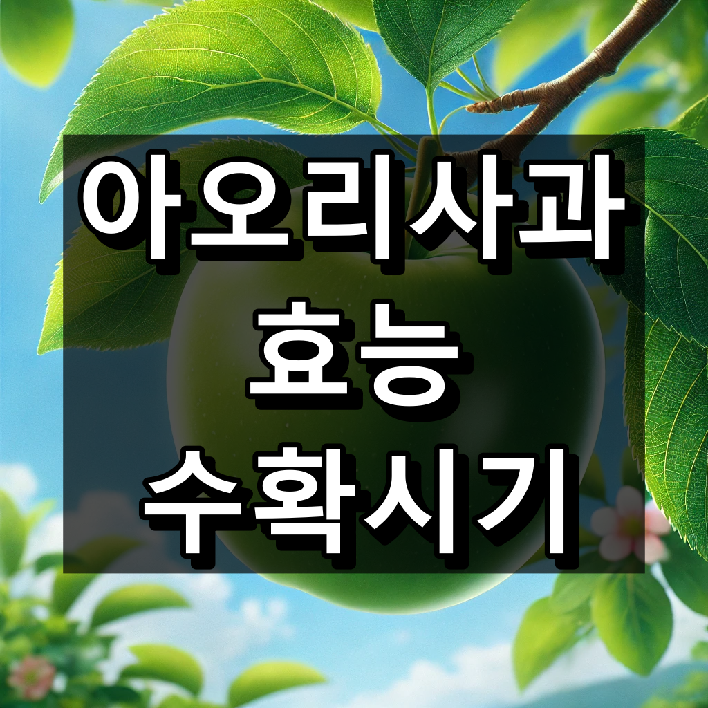 아오리사과 효능, 수확시기 간단 정리