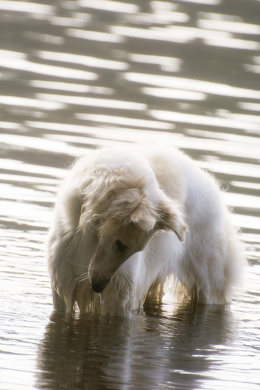 보르조이(Borzoi)5