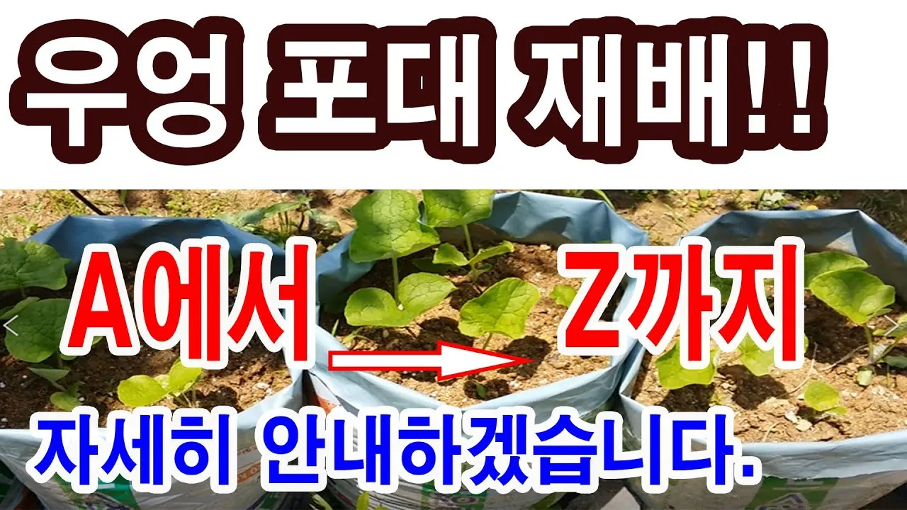 우엉 재배 깊이 갈기 직파 요령 곧게 키우기_6