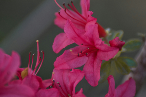 군포 철쭉축제가는길