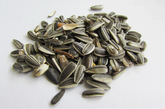 "인지 기능 향상에 도움되는 체조 운동과 비타민 E의 항산화 역할"