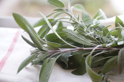 향신료 세이지의 뜻과 꽃말, 향, 색, 효능, 활용 방법 알아보기