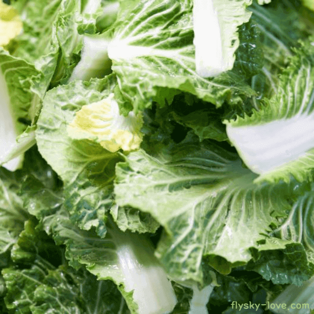 잃어버린 입맛 찾아주는 봄동