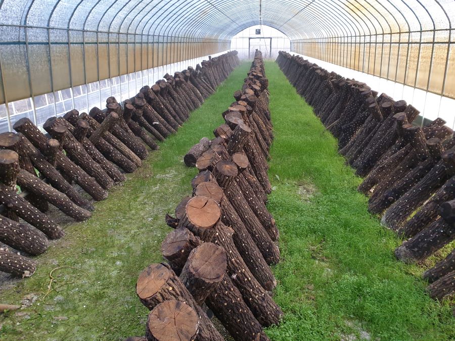 버섯 재배 창업: 소규모 공간에서 고수익 올리는 방법