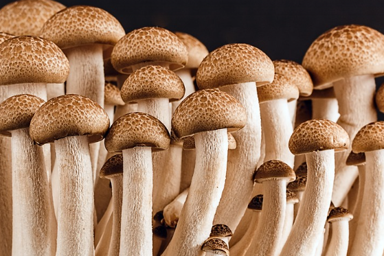 송이 버섯 효능 : 피로 회복