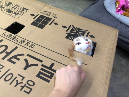 셀프고양이숨숨집